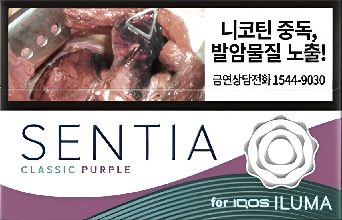 센티아 퍼플